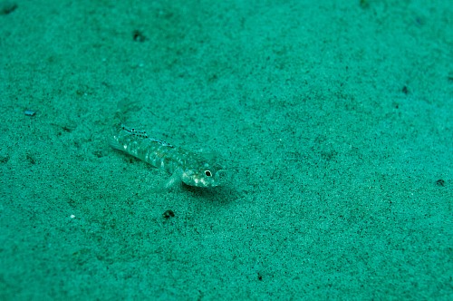 Prerow Coast, Darss, Mecklenburg-Vorpommern, Baltic Sea
A well camouflaged Painted goby (Pomatoschistus pictus) on sandy ground in shallow waters in the national park Darss near Prerow,<br />underwater, underwater photo, dmm, archaeomare, fish, Gobiidae, camouflage, 
Coastline - Beach, Sea/Ocean, Lake, Fauna - Fish, Biota - Marine
Archaeomare e.V. / Thomas Foerster
